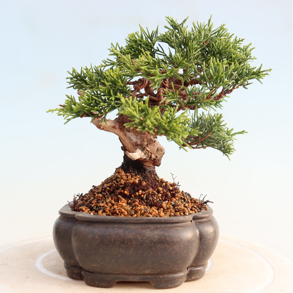 Bonsai für draußen - Juniperus chinensis Itoigawa
