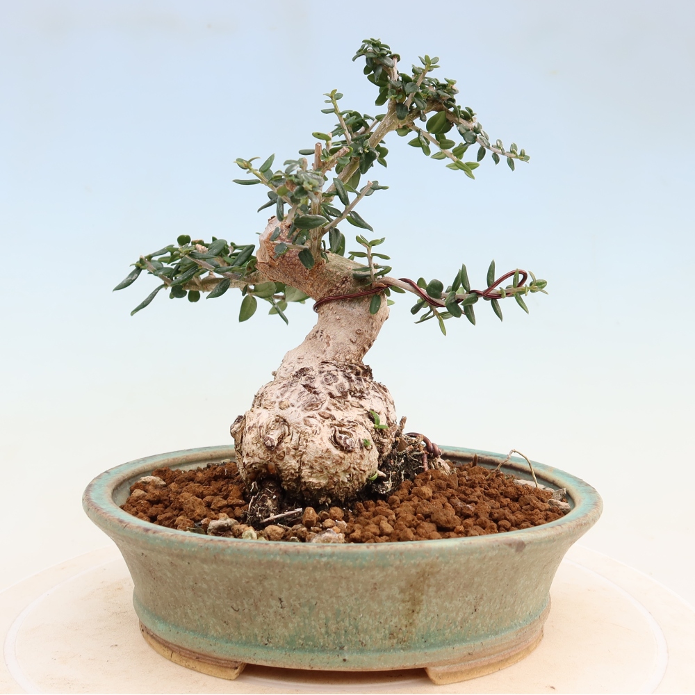 Zimmerbonsai - Olea europaea sylvestris