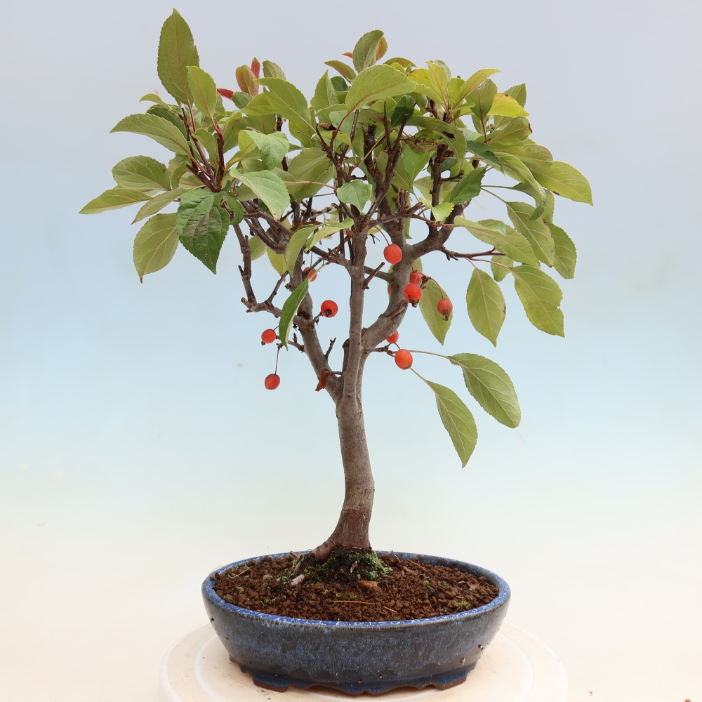 Outdoor-Bonsai -Malus domestica - Kleinfrüchtiger rotblättriger Apfelbaum