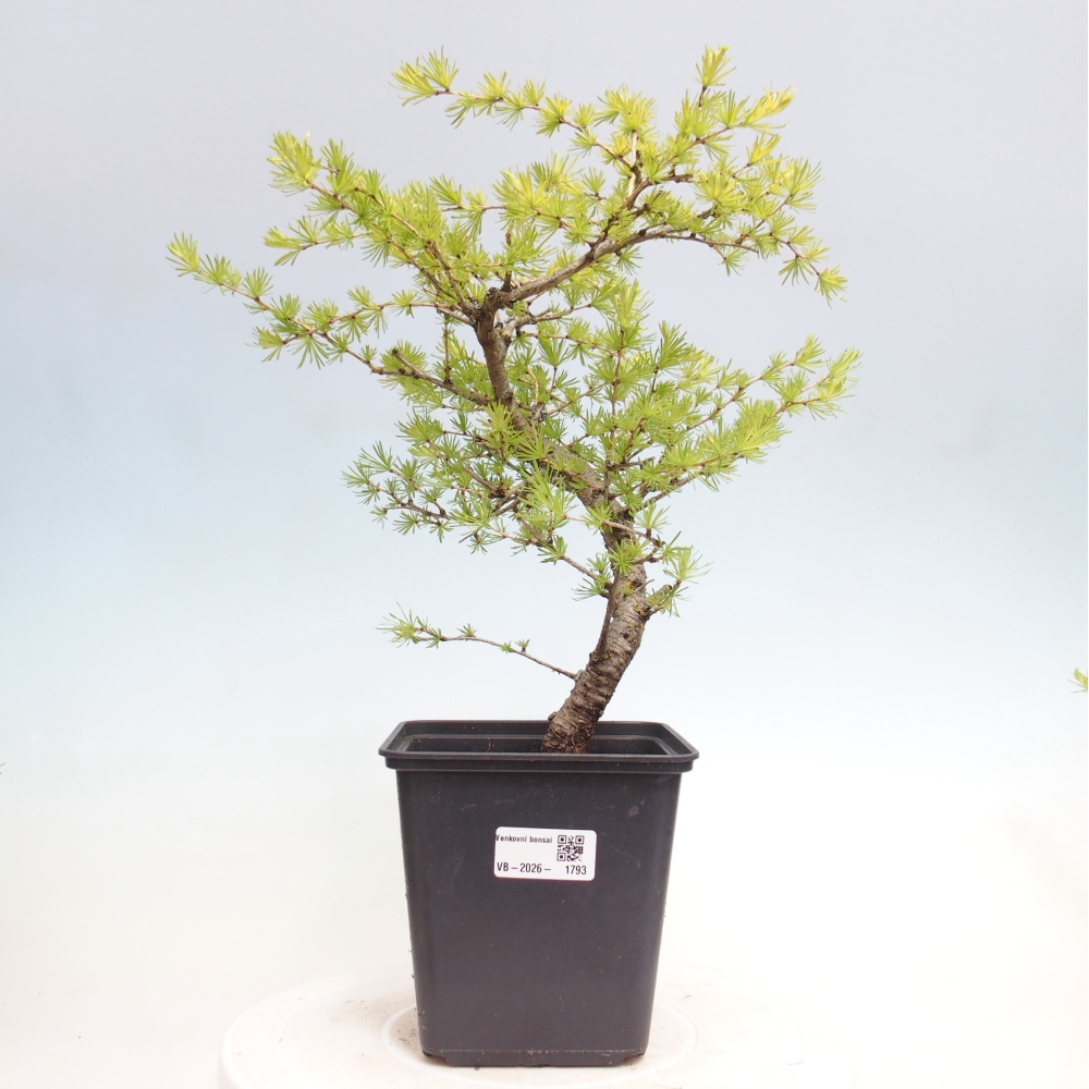 Bonsai für draußen -Larix decidua - Lärche