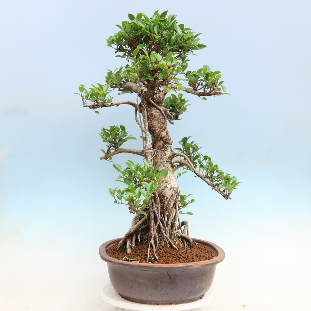 Zimmerbonsai - Ficus kimmen - Kleinblättriger Ficus