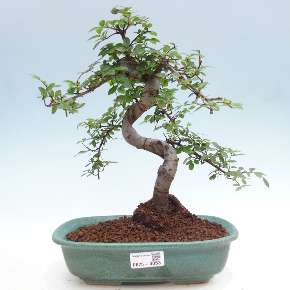 Zimmerbonsai - Ulmus parvifolia - Kleinblättrige Ulme