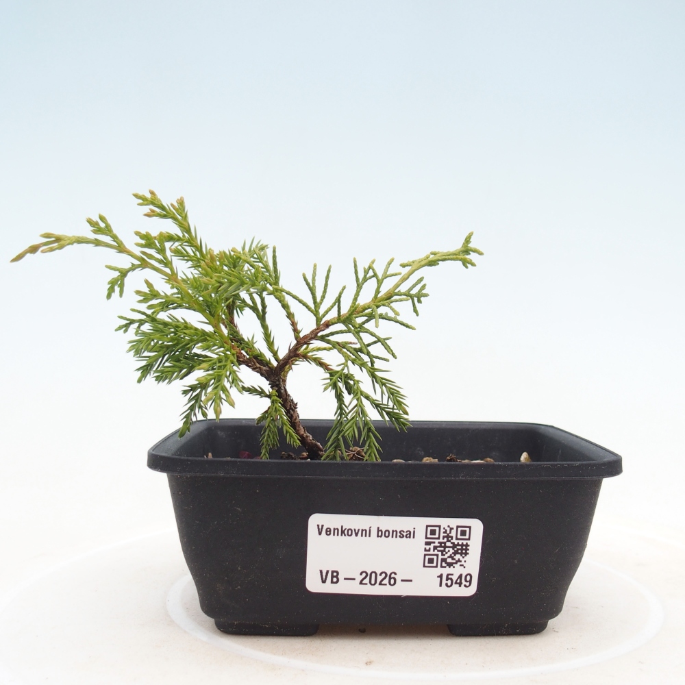 Bonsai für draußen - Juniperus chinensis Itoigawa
