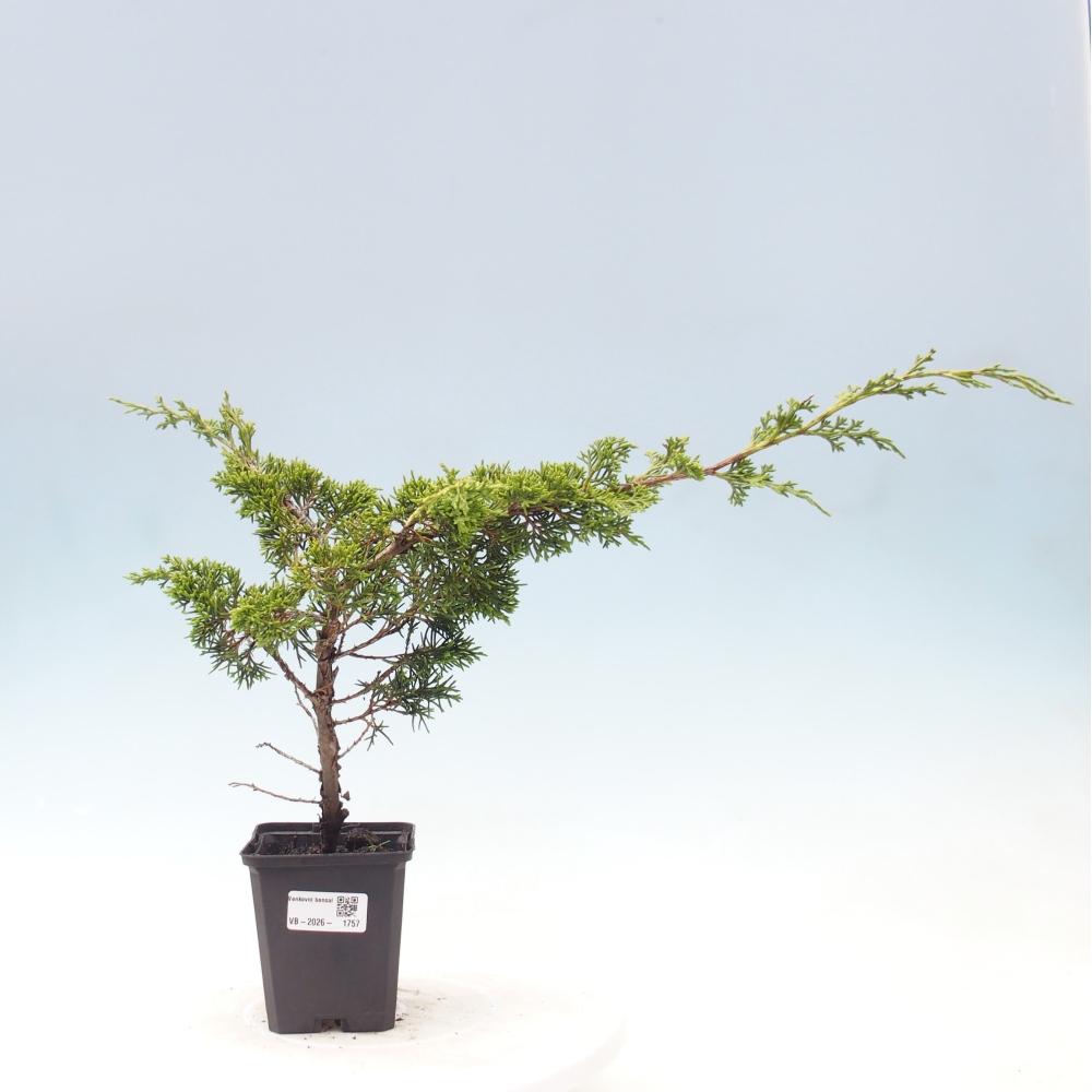 Bonsai für draußen - Juniperus chinensis Itoigawa