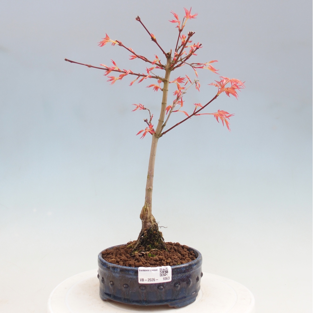 Spitzahorn - Acer palmatum Beni Tsukasa
