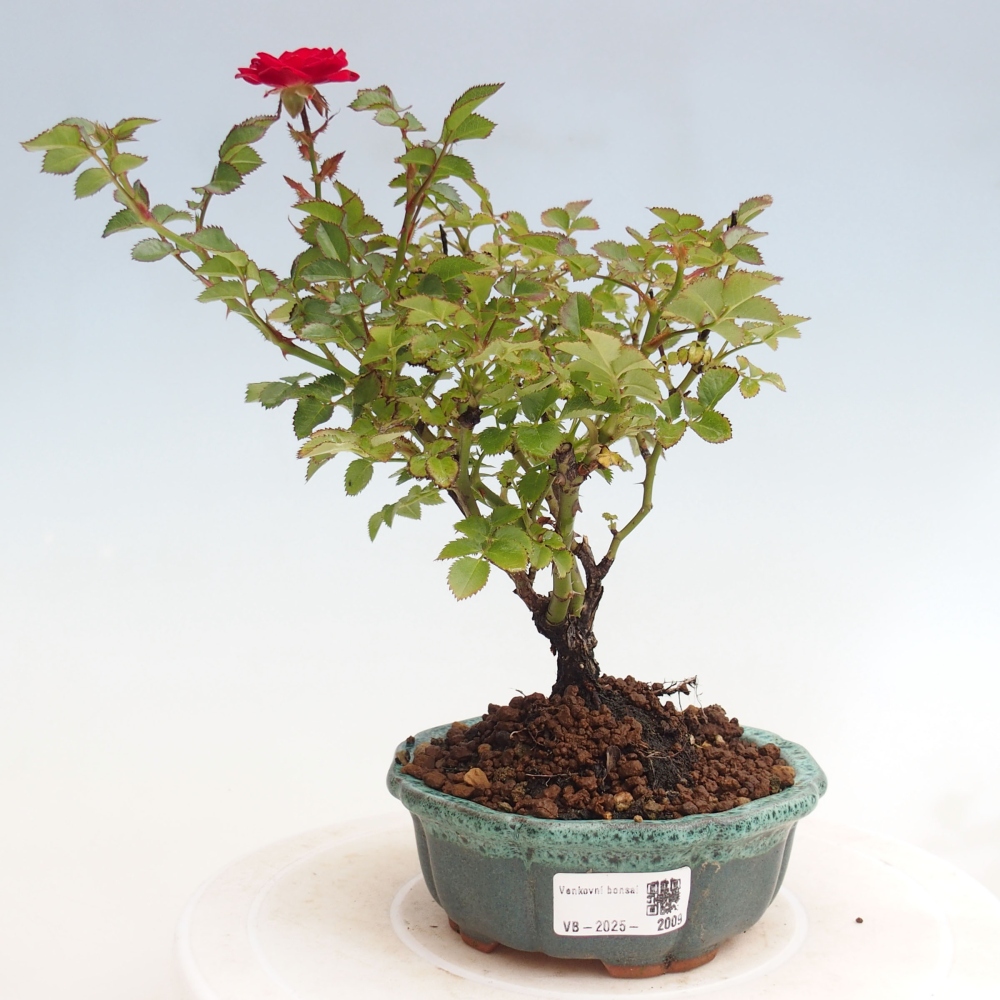 Bonsai für draußen - Rosa Kordes - Rose