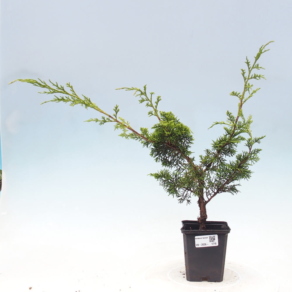 Bonsai für draußen - Juniperus chinensis Itoigawa