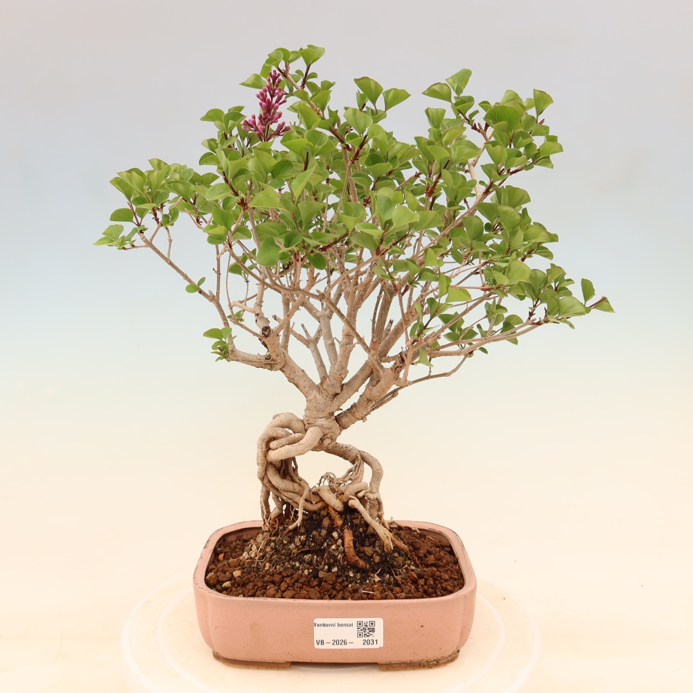 Bonsai für draußen - Syringa microphylla - Kleinblütiger Flieder