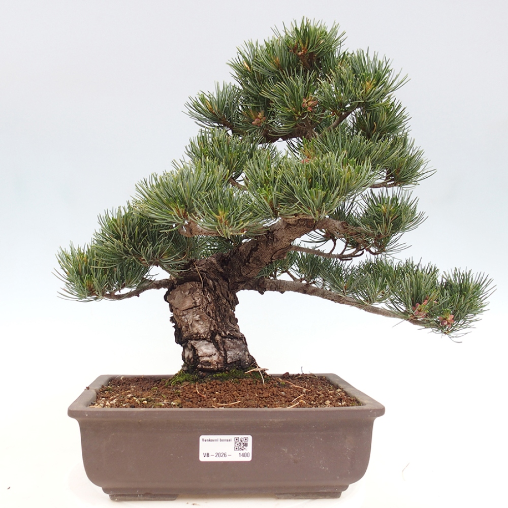 Bonsai für draußen - Pinus parviflora - Pinus parviflora