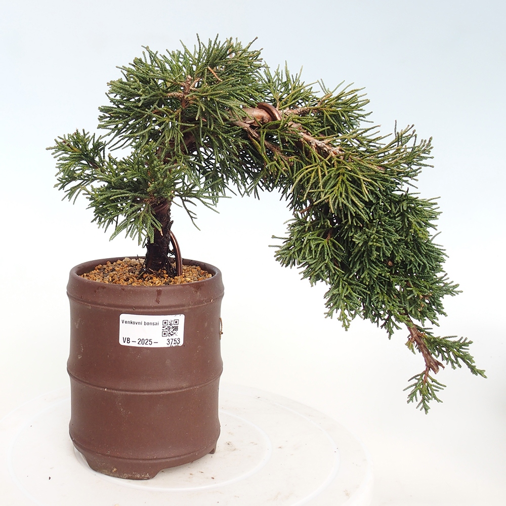 Bonsai für draußen - Juniperus chinensis Kishu