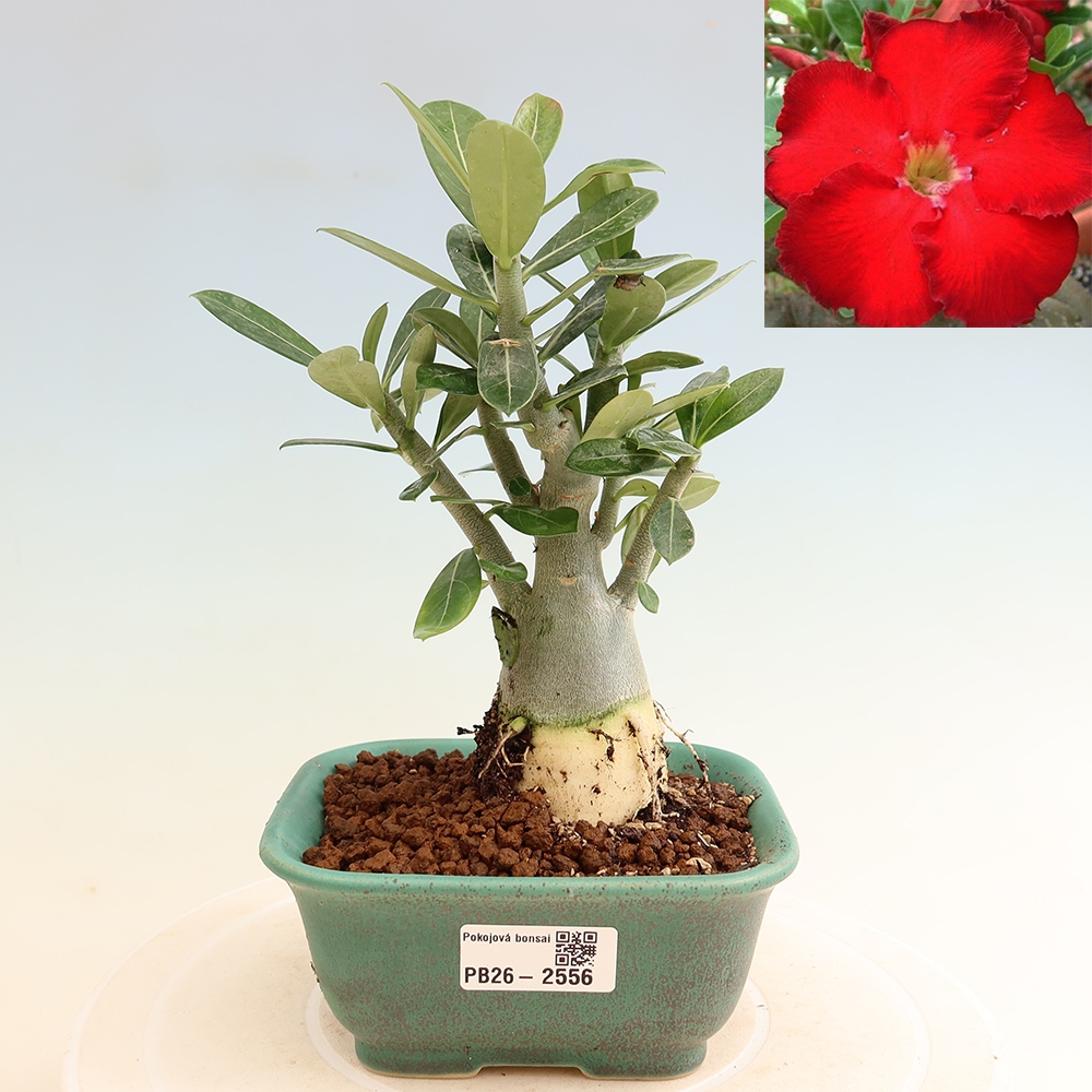 Zimmerbonsai – Adenium obesum „Red Star“ – Wüstenrose