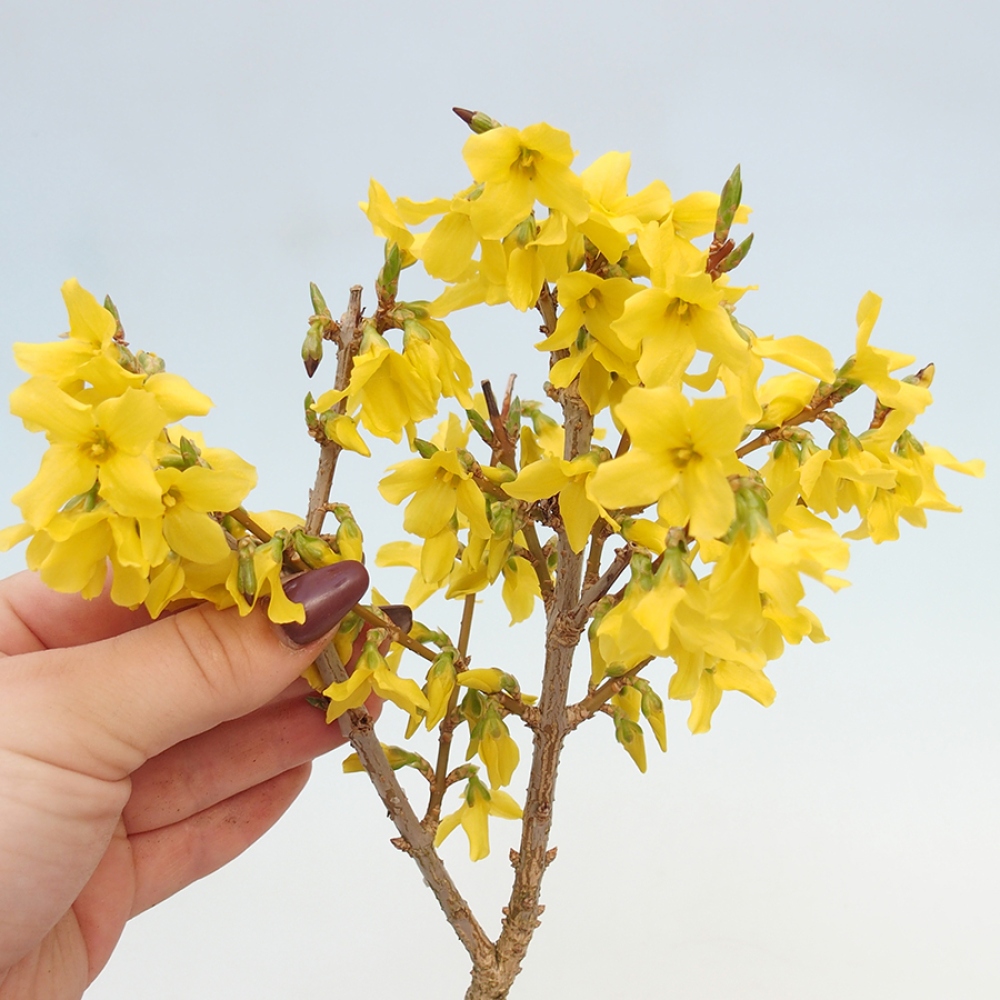 Bonsai für draußen - Zlatice - Forsythia intermedia