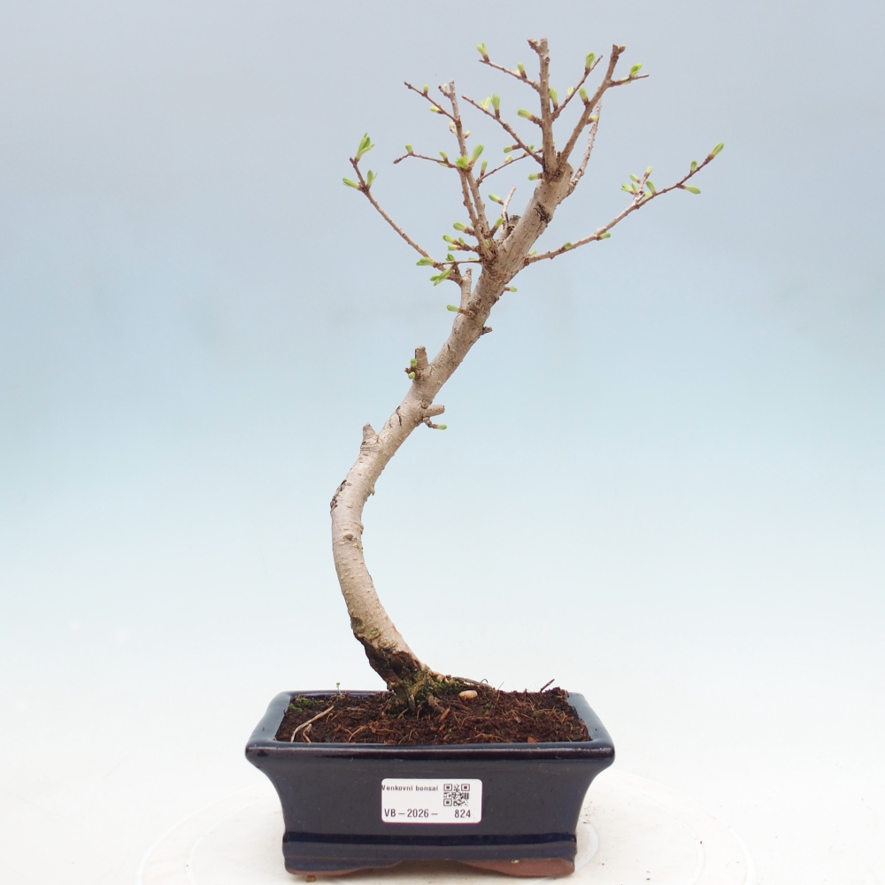 Bonsai für draußen -Pseudolarix amabis-Pseudolarix amabis