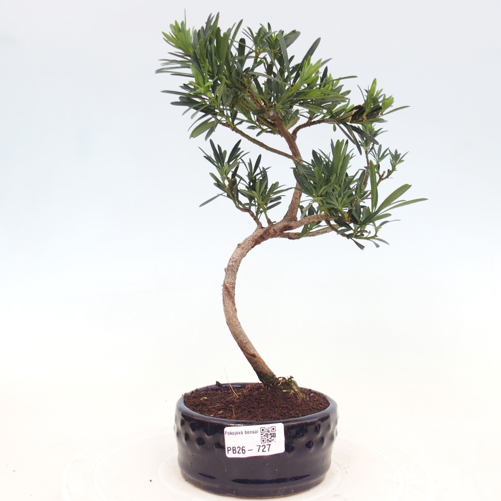 Zimmerbonsai - Podocarpus - Stein-Eibe
