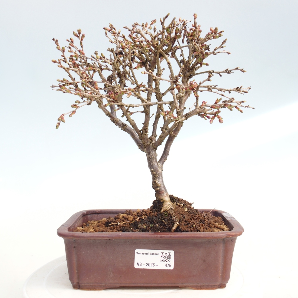 Bonsai für draußen - Prunus incisa Kojou-no mai-Plivon ausgeschnitten