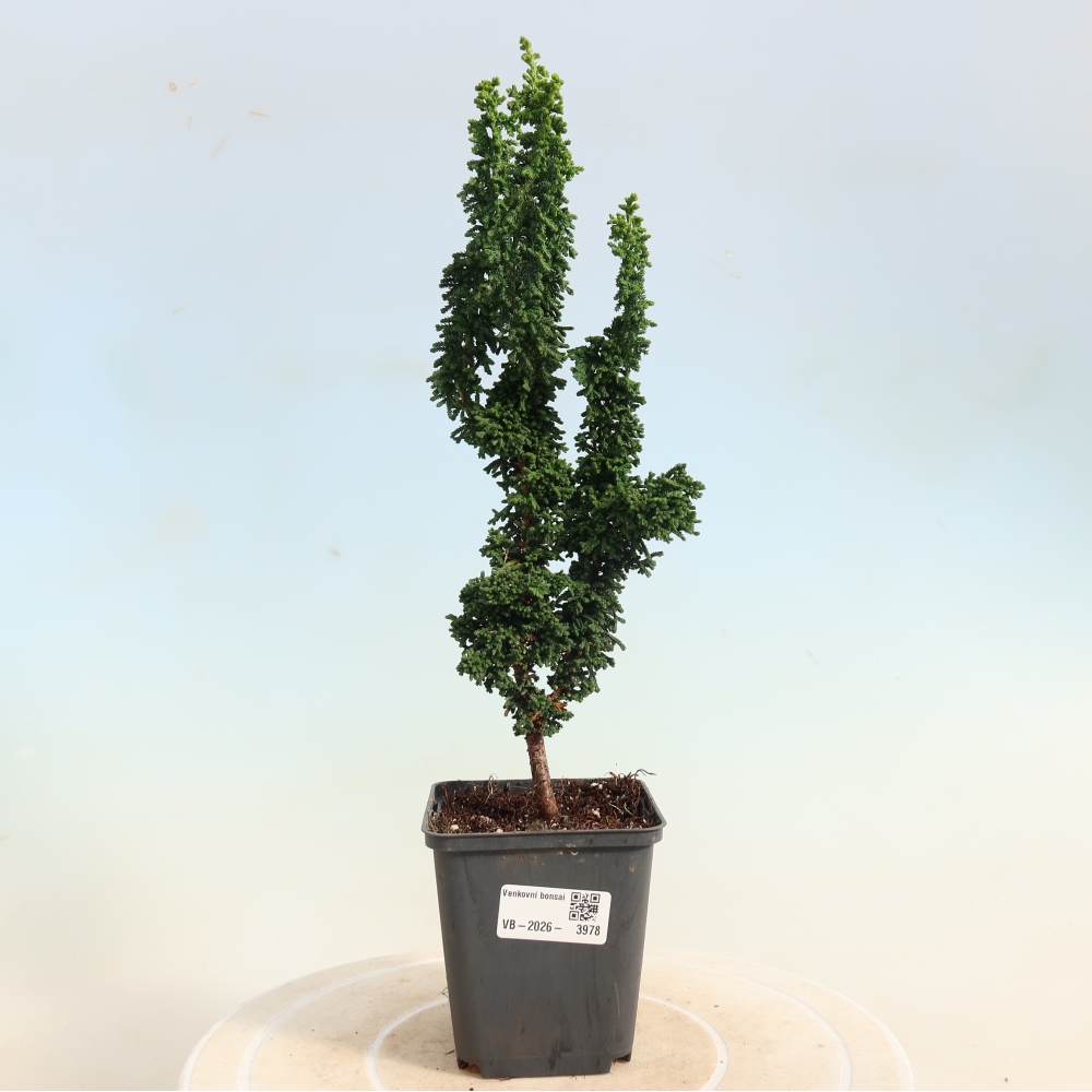 Bonsai für draußen - Cham. obtusa SEKKA HINOKI - Zypresse