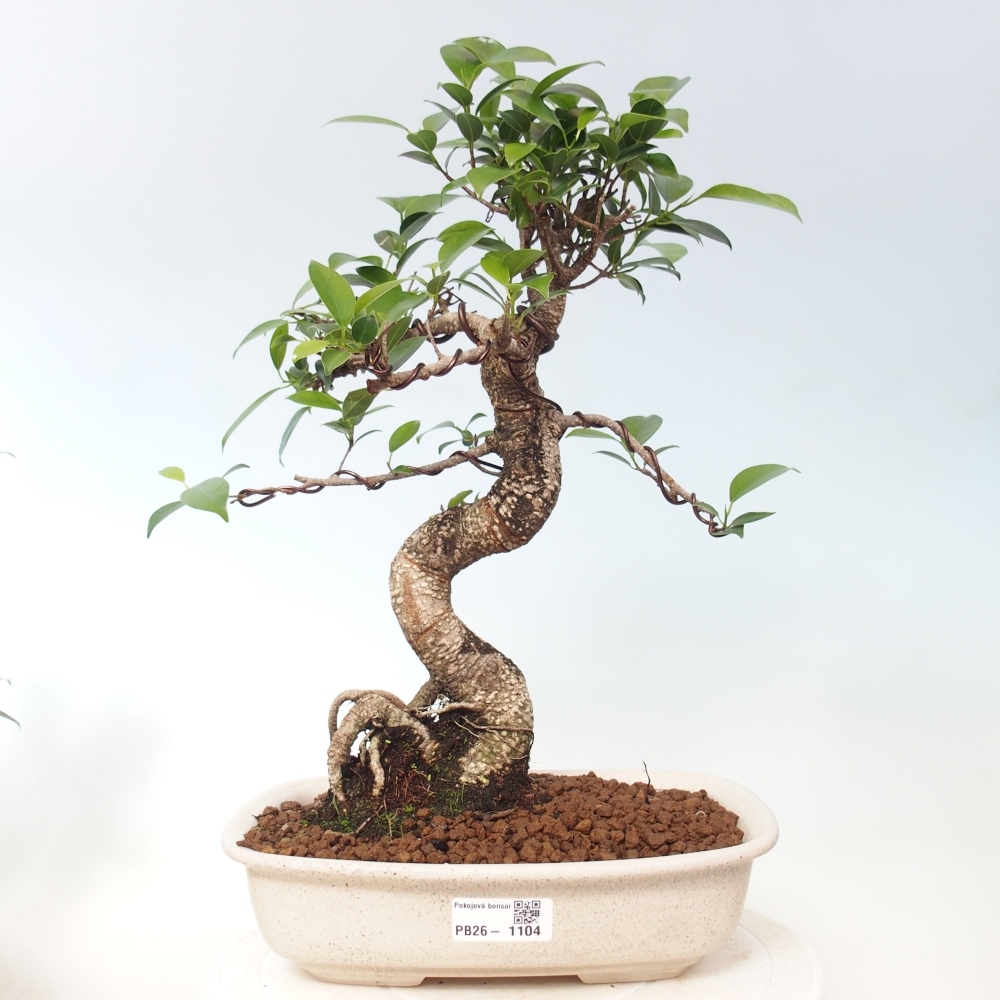 Zimmerbonsai - Ficus kimmen - Kleinblättriger Ficus