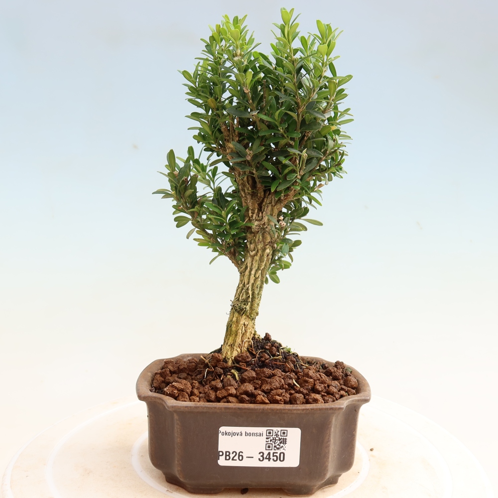 Zimmer Bonsai - Buxus harlandii - Korkbuxus