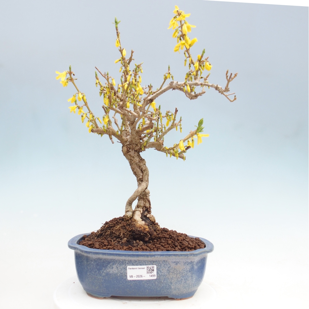Bonsai für draußen - Zlatice - Forsythia koreana