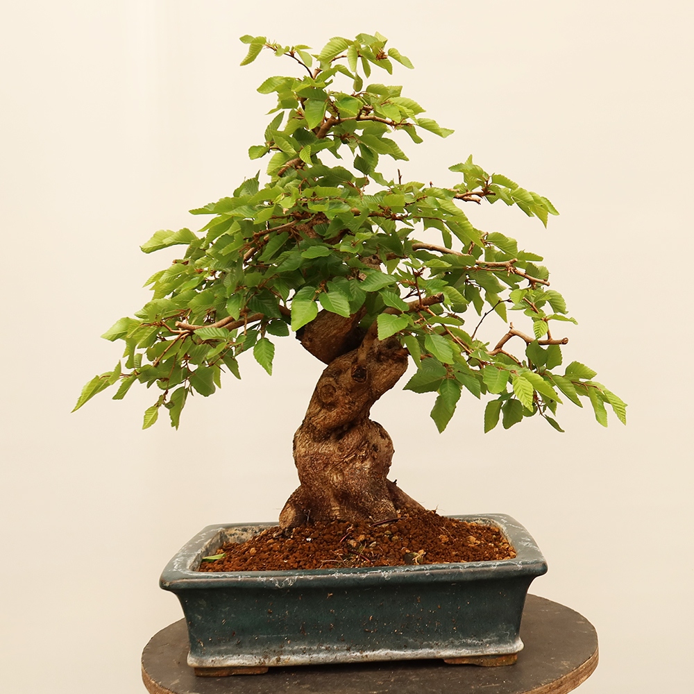 Bonsai für draußen - Karpinus Coreana - Koreanische Hainbuche