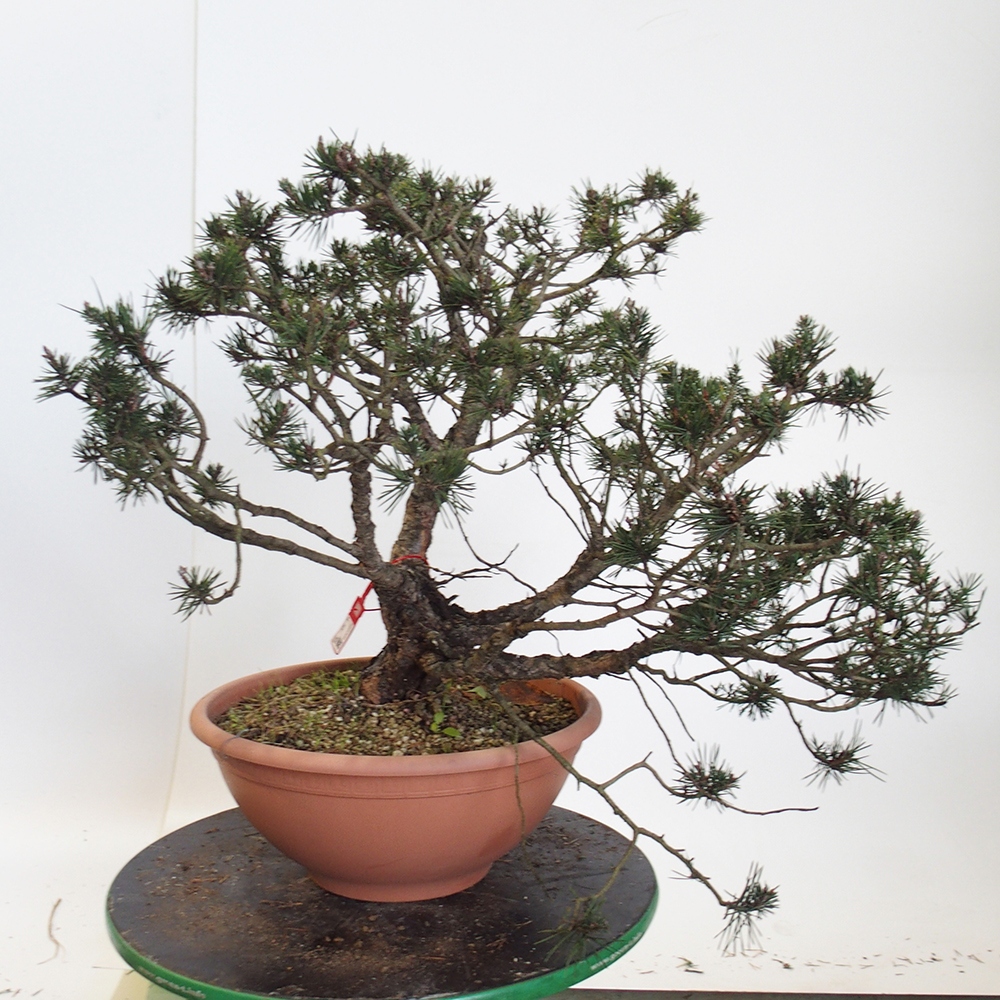 Yamadori - Pinus sylvestris Spanien