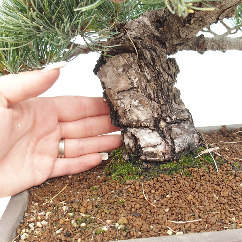 Bonsai für draußen - Pinus parviflora - Pinus parviflora
