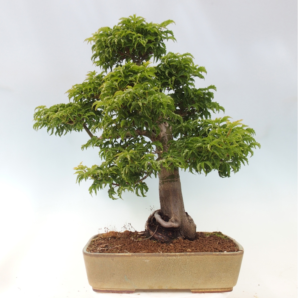 Bonsai für draußen -Javor-Palme Acer palmatum Shishigashira