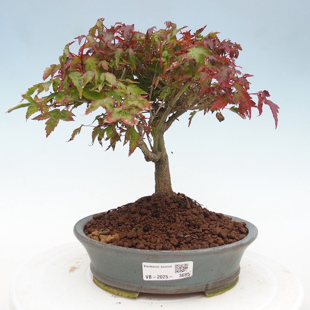 Acer palmatum KIOHIME - Palmetto-Ahorn