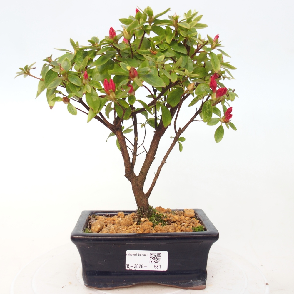 Bonsai für draußen - Japanische Azalee - Azalea sp.