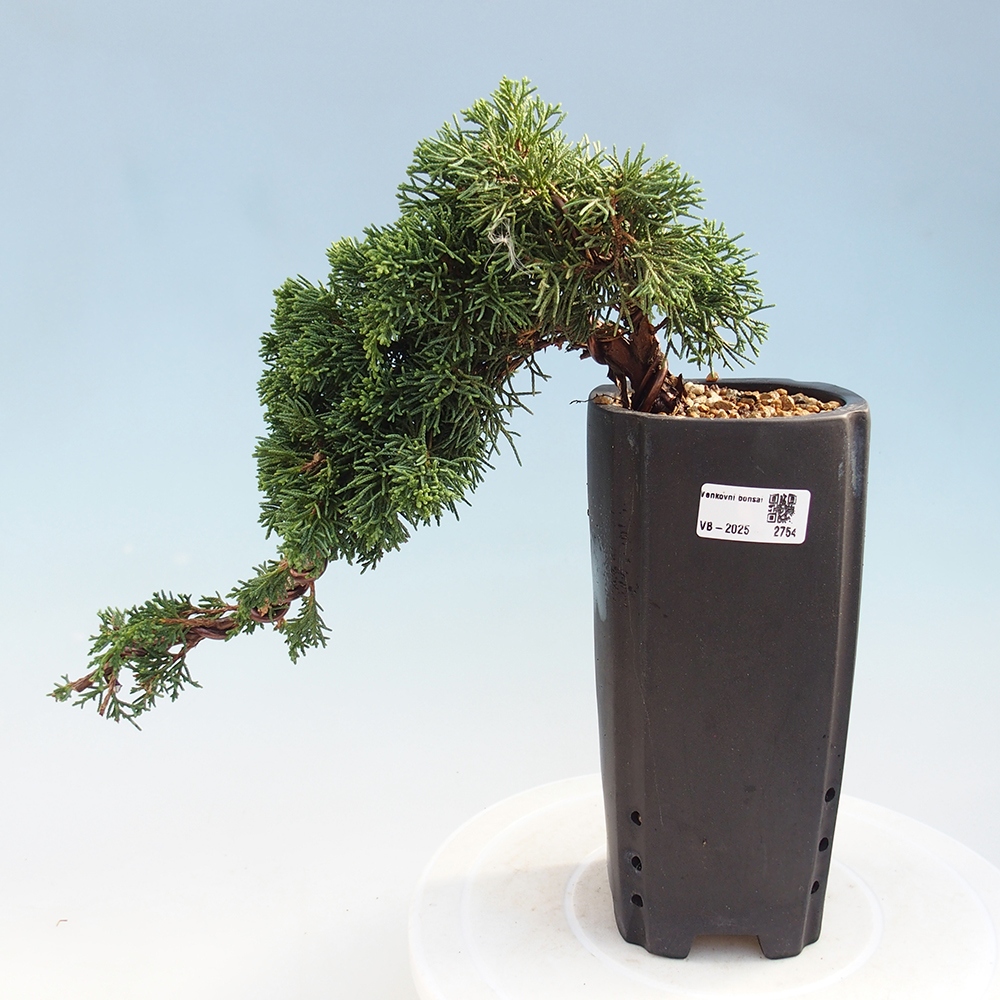 Bonsai für draußen - Juniperus chinensis Kishu