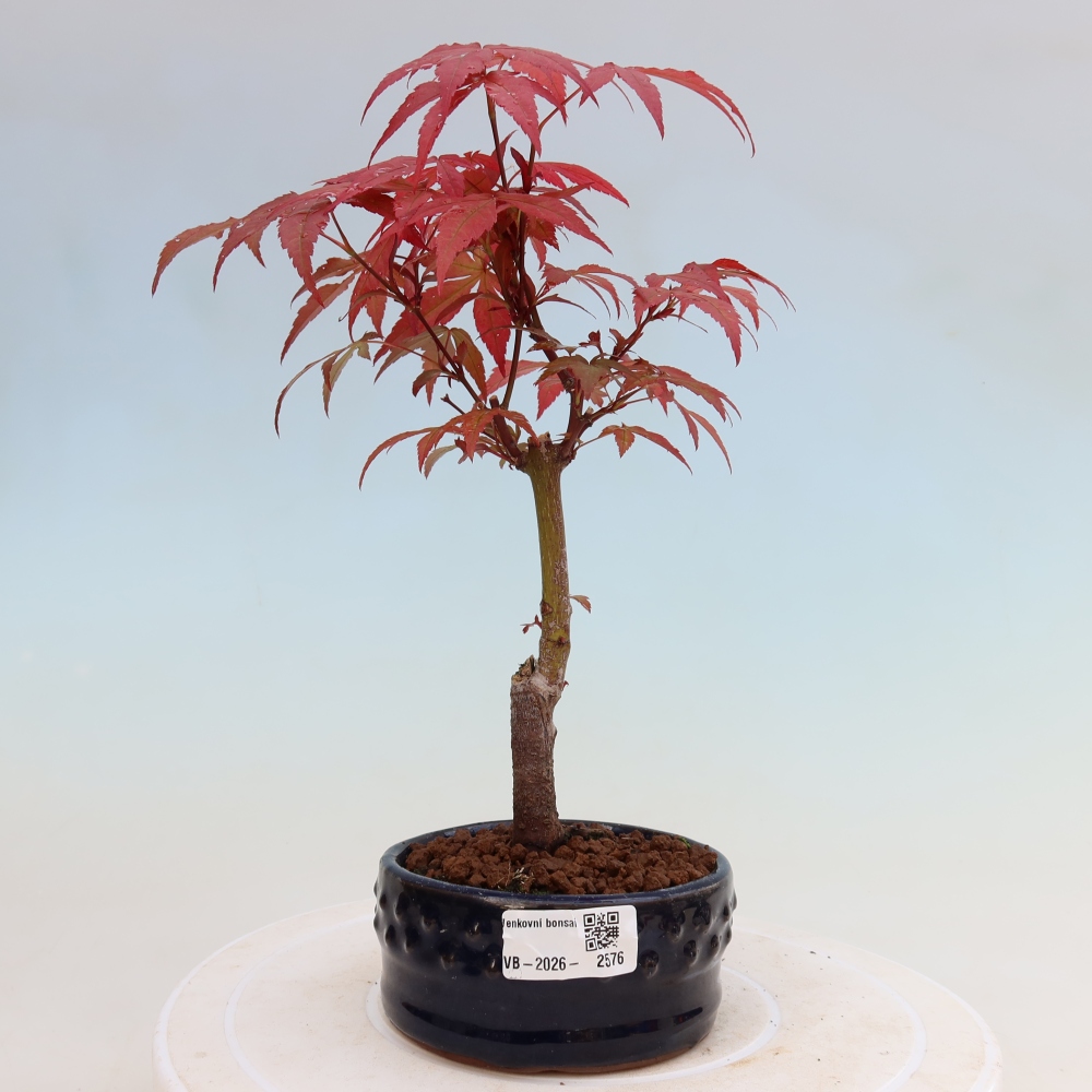 Bonsai für draußen - Acer-Palme. Atropurpureum-Javor palmate