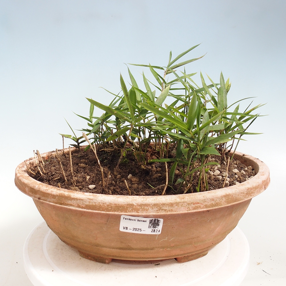 Bonsai für draußen - Pleioblastus argenteostriatus f.pumilus - Zwergbambus