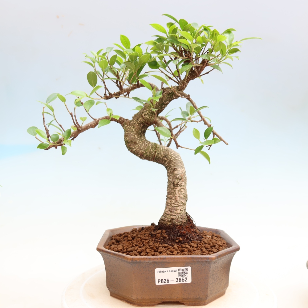 Zimmerbonsai - Ficus kimmen - Kleinblättriger Ficus