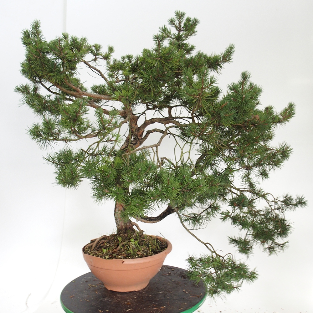 Yamadori - Pinus sylvestris Spanien