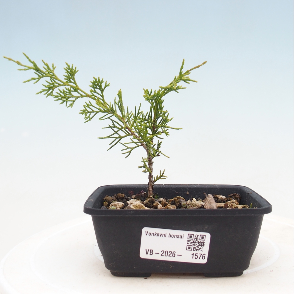 Bonsai für draußen - Juniperus chinensis Itoigawa