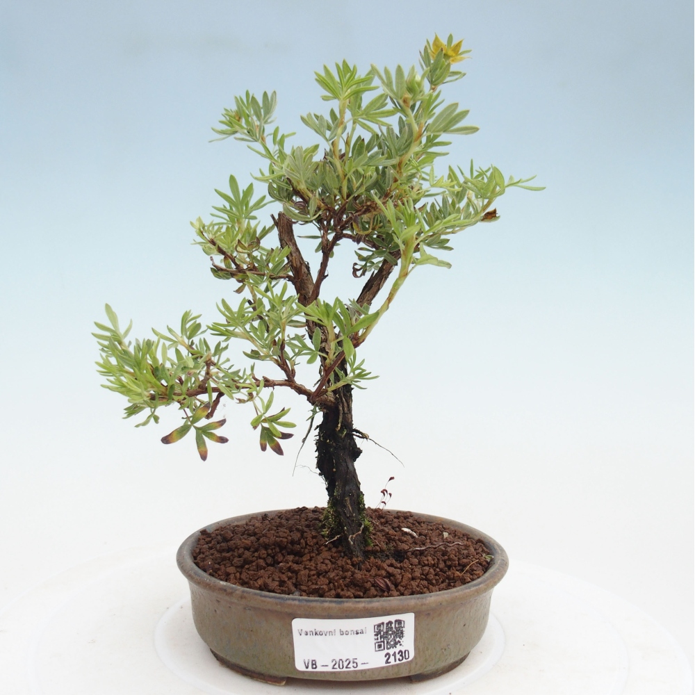 Bonsai für draußen - Potentila fruticosa gelber Vogel