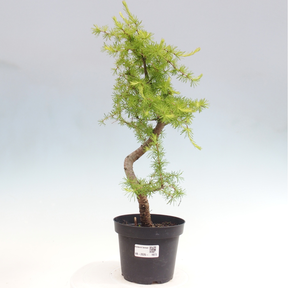 Bonsai für draußen -Larix decidua - Lärche