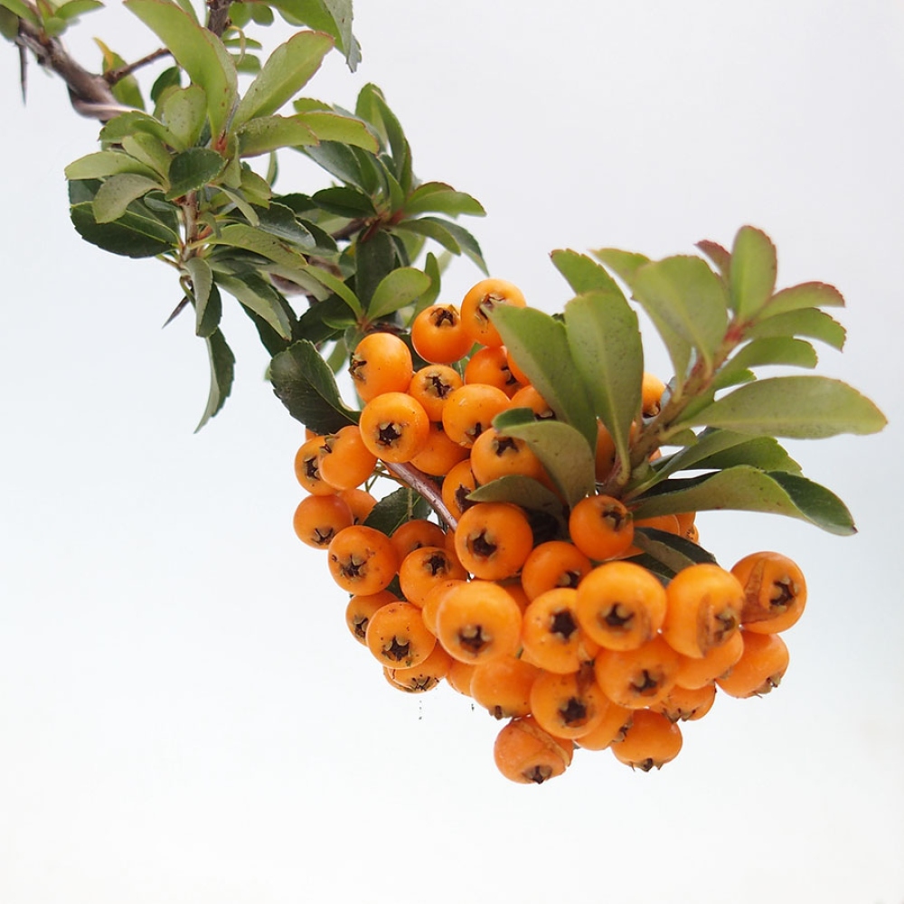 Freiland-Bonsai-Pyracantha Teton -Hlox