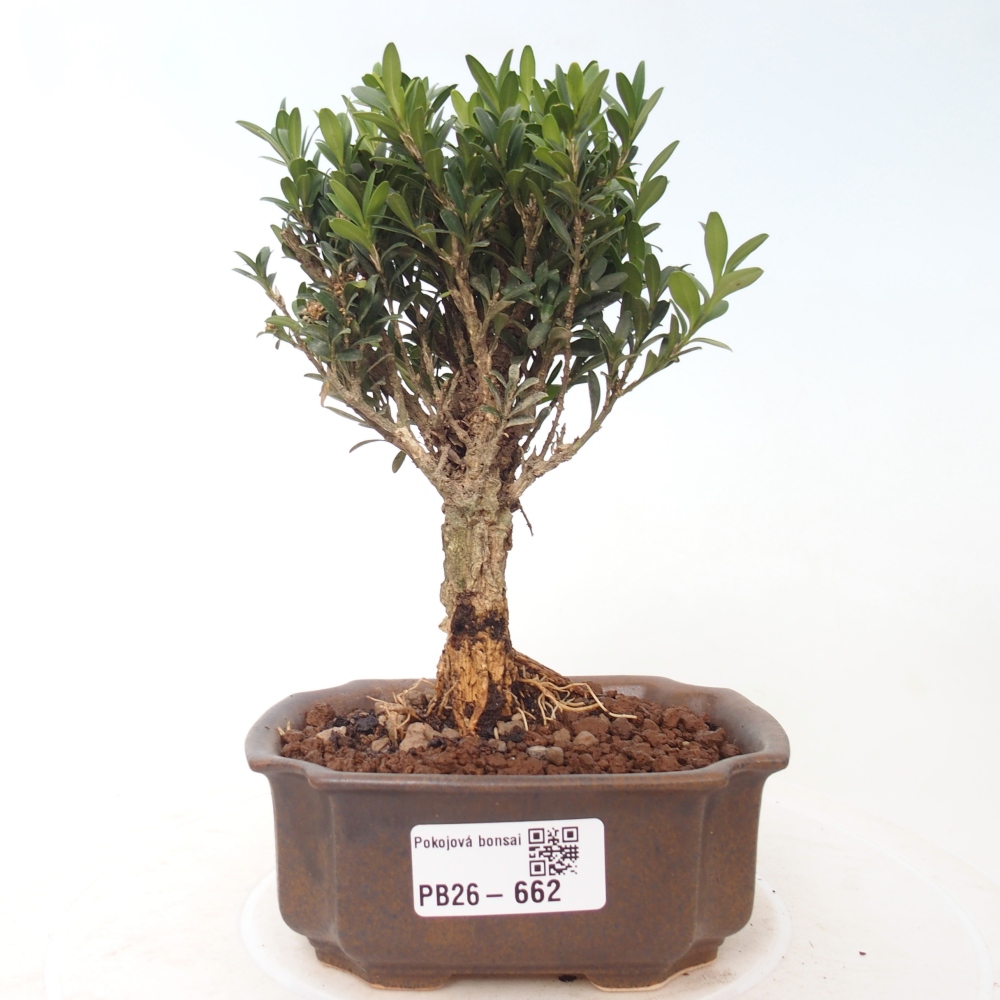 Zimmer Bonsai - Buxus harlandii - Korkbuxus