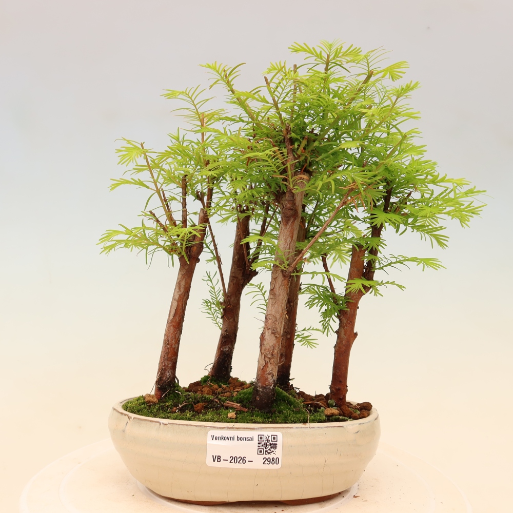 Bonsai für den Außenbereich – Metasequoia glyptostroboides – Chinesische Metasequoia – Wäldchen