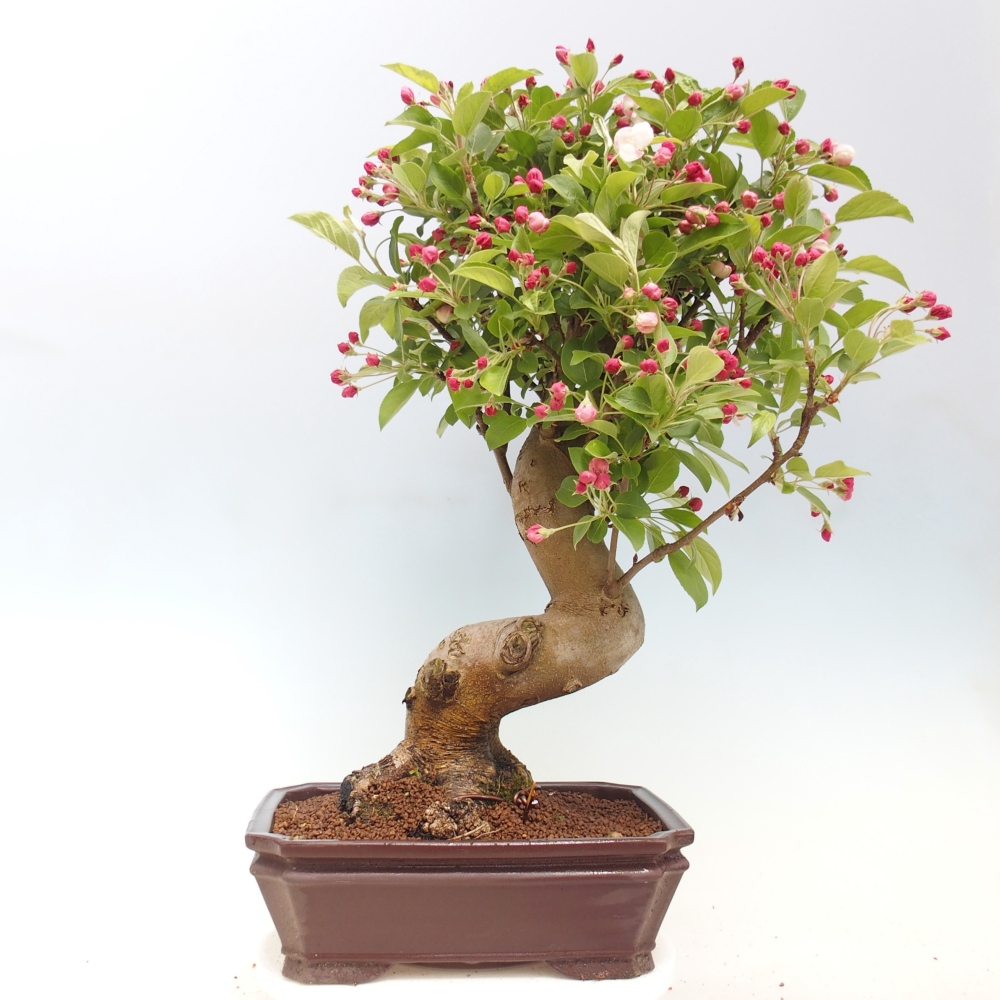 Outdoor-Bonsai -Malus halliana - Kleinfrüchtiger Apfelbaum