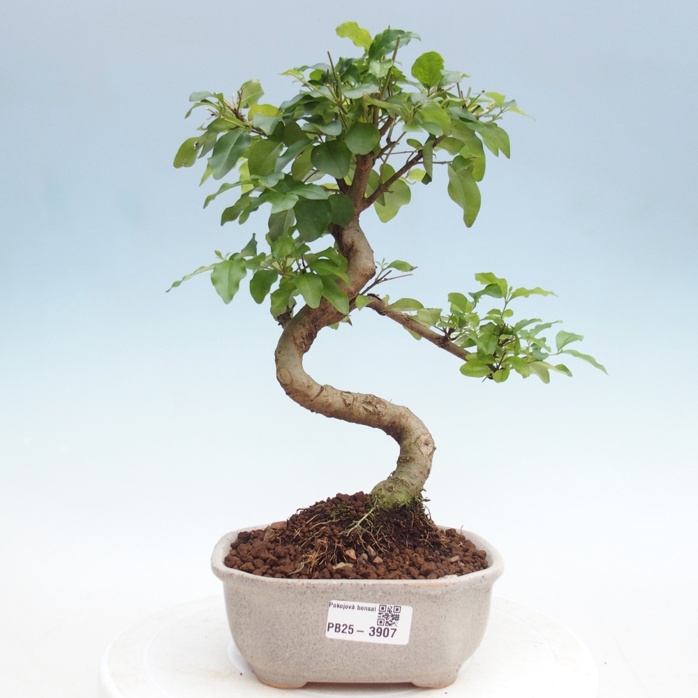 Zimmer Bonsai -Ligustrum chinensis - Vogelschnabel