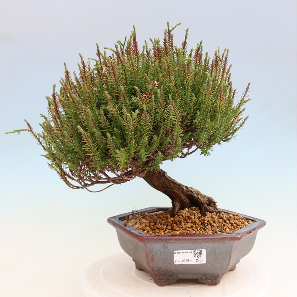Bonsai im Freien – Cryptomeria – Kryptomerie