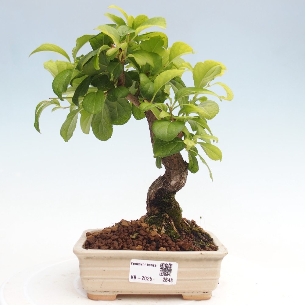 Bonsai für draußen - Celastrus orbiculatus