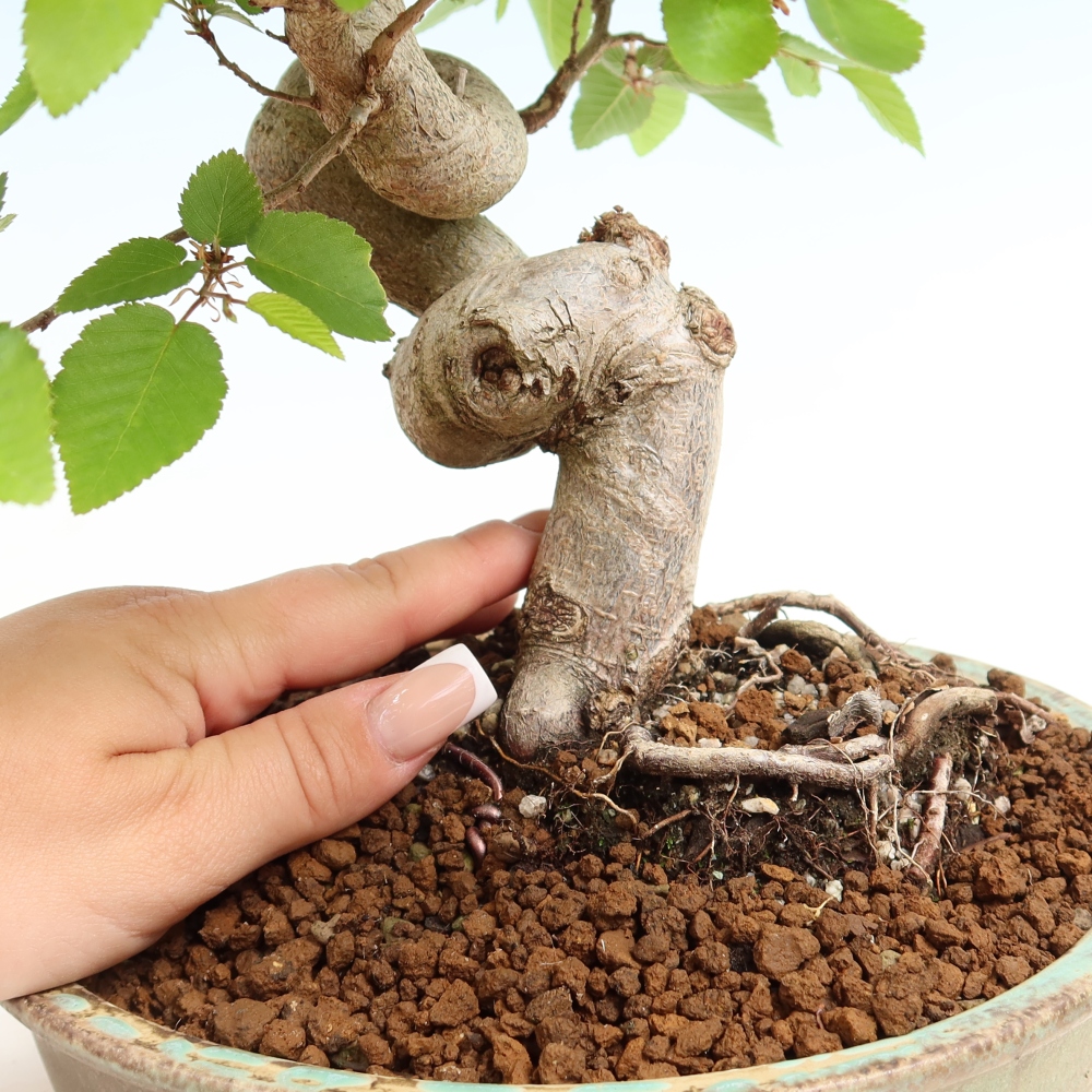 Bonsai für draußen - Karpinus Coreana - Koreanische Hainbuche