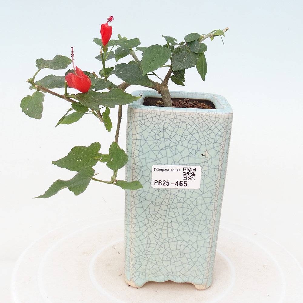 Zimmerbonsai - Malvaviscus arboreus