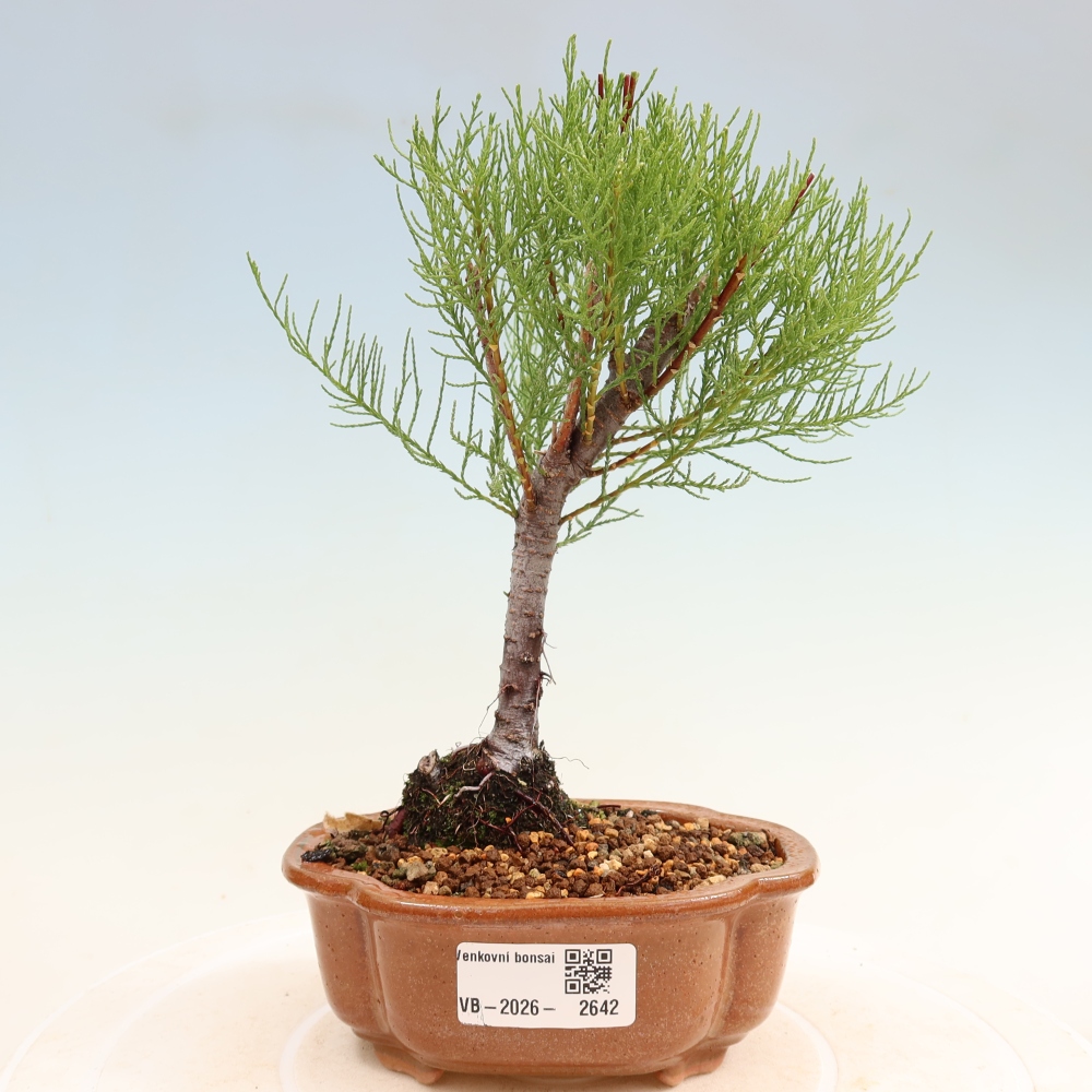 Bonsai für draußen - Tamariske - Tamarix