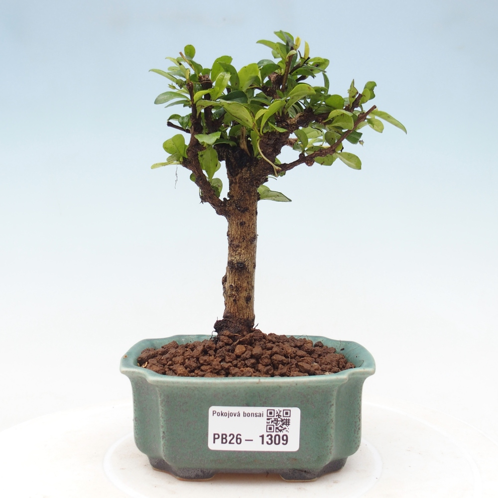 Zimmer-Bonsai - Carmona macrophylla - Tee-Fuki