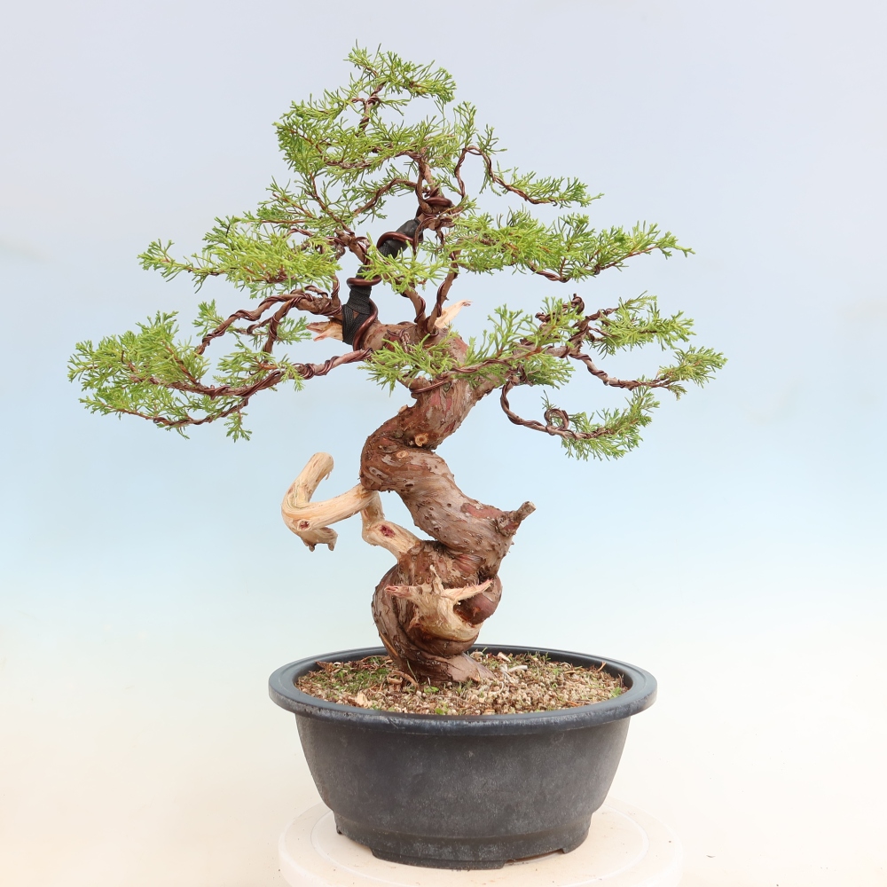Bonsai für draußen - Juniperus chinensis Itoigawa-Juniperus chinensis