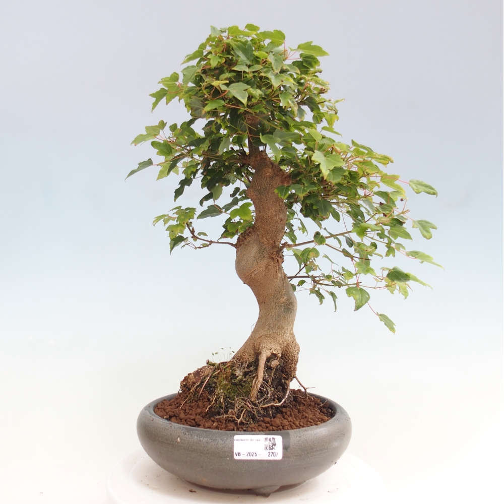 Bonsai für draußen - Acer Buergerianum - Bergahorn